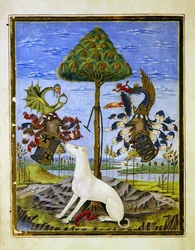 Pani 
