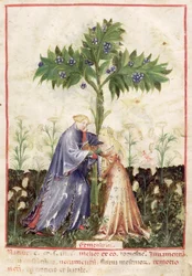 Nouv Acq Lat 1673 fol.41 Koper włoski, z Tacuinum Sanitatis, c.1390-1400