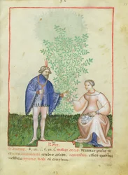 Nouv Acq Lat 1673 fol.83 Róże z Tacuinum Sanitatis, ok. 1390-1400