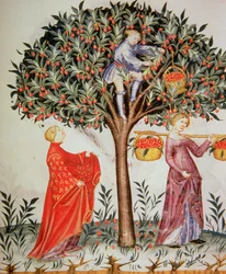 Nova 2644 fol.12r Zbieranie wiśni, z Tacuinum Sanitatis Codex Vindobonensis