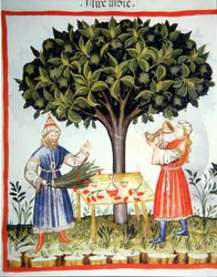 Nova 2644 fol.14r Zbieranie gałki muszkatołowej, z Tacuinum Sanitatis