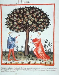 Nove 2644 fol.10v Zbieranie orzechów włoskich, z Tacuinum Hygiene Code Vindobonensis (na welinie)