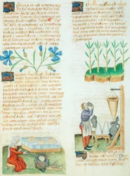 Strona z Tractatus de Herbis autorstwa Dioscoridesa Pedanius