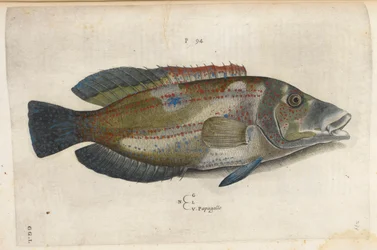 Papuga (Nematistius pectoralis), ilustracja z „Aquatilium Animalium Historiæ liber primus”, Ippolito Salviani