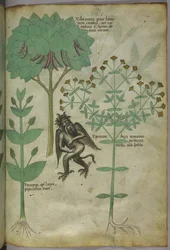 Sloane 4016 f.103 Miniatura roślin i demon: zioło Ypericon, rzekomo odpychające demony, z "Herbal", ok. 1440 (tusz i kolor na welinie)