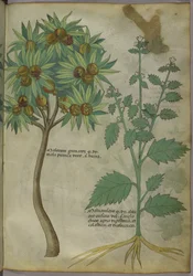 Sloane 4016 f.36 „Traktat o ziołach”, c.1440 (welum)
