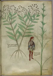 Sloane 4016 f.54 Człowiek oddający mocz do garnka, z „Tractatus de Herbis”, ok. 1440 (welum)