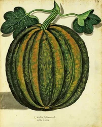 Squash Ulisse Aldrovandi (1522 - 1605) płyta wydana w Piante Fiori Frutti (ręcznie kolorowana grawerunek).