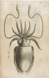 Kalmary, ilustracja z „Aquatilium Animalium Historiæ liber primus”, autorstwa Ippolito Salvianiego