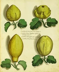 Odmiany Heirloom Squash autorstwa Ulisse Aldrovandi