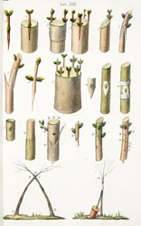 Różne przykłady szczepienia drzew owocowych, ilustracja XIV, z LAntotrofia Ossia La Coltivazione DeFiori autorstwa Antonio Piccioli, wyd. 1834
