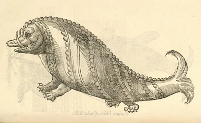 ilustracja Aper Marinus Cetaceus z Aldrovandis Historia potworów, 1642
