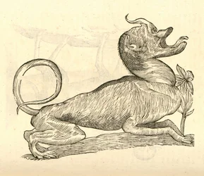 ilustracja Canis monstroso capite z Aldrovandis Historia potworów, 1642