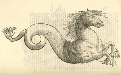 ilustracja Equus marinus monstrosus z Aldrovandis Historia potworów, 1642