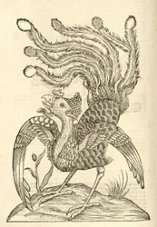 ilustracja Gallus Indicus auritus tridactylus z Aldrovandis Historia potworów , 1642