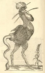 ilustracja Gallus monstrosus z Aldrovandis Historia potworów, 1642