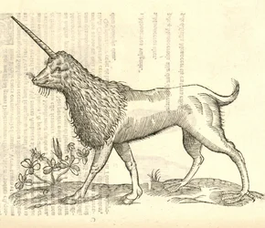 ilustracja przedstawiająca Camphurch z Aldrovandis History of Monsters , 1642