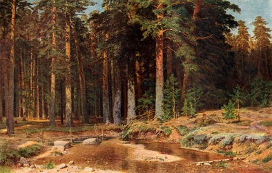 Gaj sosnowy, 1898, 1939.
