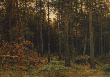 Sosna, 1885