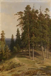 Las sosnowy, 1895