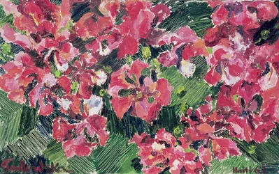 Rododendron, 1962