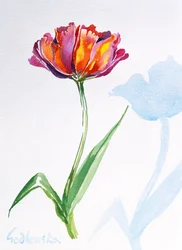 Tulip, 1998 (wc na papierze) (patrz także 124446 i 124448)
