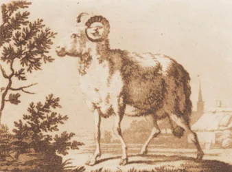 baran