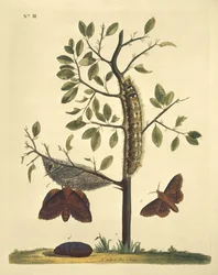 Motyle, gąsienice i rośliny: Plate No. 111 by J. Dutfield