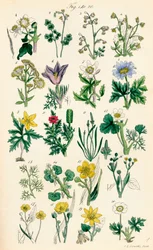Strona kolorowych ilustracji z British Wild Flowers po pracy J.E. Sowerby