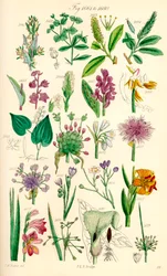 Strona kolorowych ilustracji z British Wild Flowers po pracy J.E. Sowerby