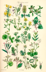 Strona kolorowych ilustracji z British Wild Flowers po pracy J.E. Sowerby