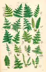 Strona kolorowych ilustracji z British Wild Flowers po pracy J.E. Sowerby