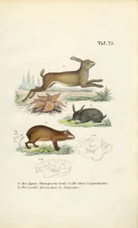 Agouti, zając i królik