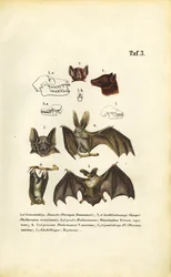 Gatunki nietoperzy i ich anatomia