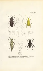 Chrząszcze z rodziny Darkling Beetle