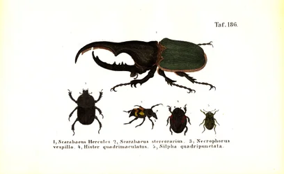 Chrząszcze z rodzin Scarabaeidae i Silphidae