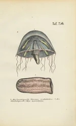 Meduza dzwonowa i meduza baryłkowa