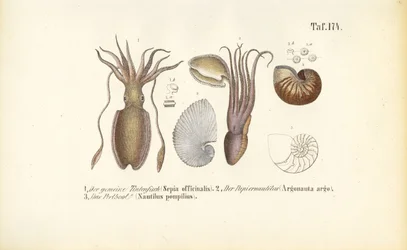 Głowonogi: Mątwa, Nautilus papierowy i Nautilus komorowy