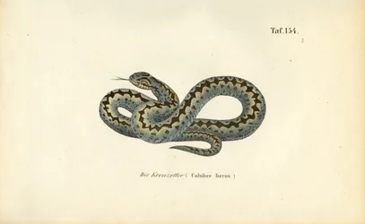 Wspólny europejski adder