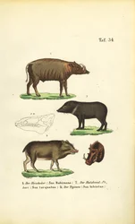Egzotyczne gatunki świń: Babirusa, pekari obrożny i pekari białobrzuchy