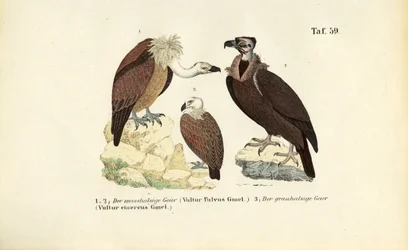 Sęp płowy i sęp kasztanowaty