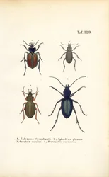 Biegaczowate z rodzin Carabidae i Platyninae