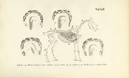 Anatomia konia: rozwój szkieletu i uzębienia