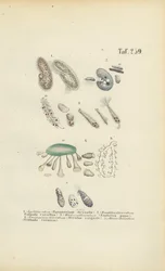Infusoria: Paramecium, Stentor i inne orzęski
