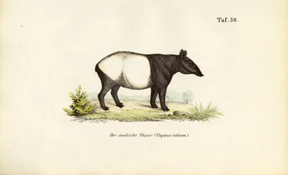 Tapir malajski