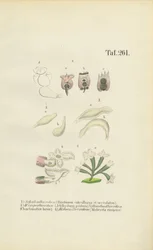 Mikroskopijne wrotki: Brachionus, Ichthyidium, Chaetonotus i Melicerta