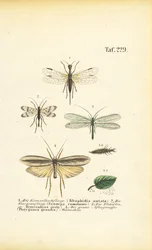 Neuropterany i ich etapy rozwoju