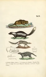 Wydra, skunks, ichneumon i cyweta z ilustracjami czaszek