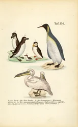 Razorbill, maskonur atlantycki, pingwin królewski i pelikan