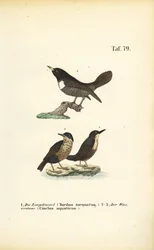 Ouzel pierścieniowy i żuraw białogardły
